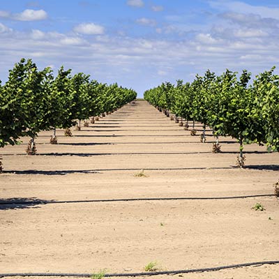 When establishing new orchards the first few years are spent ensuring your orchard floor is smooth and prepared for future crop harvest.We use both a 12 foot and an 8 foot leveler so that regardless of planting spacing we can optimize your yield.