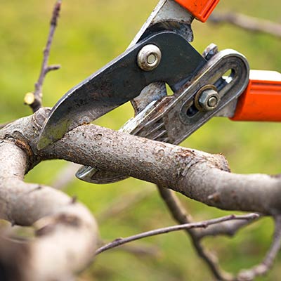 With over 60 years of combined pruning experience our specialists know the right cuts to make to ensure the tree is scaffolded for success.